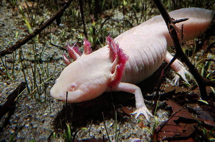 Axolotl (salamander)