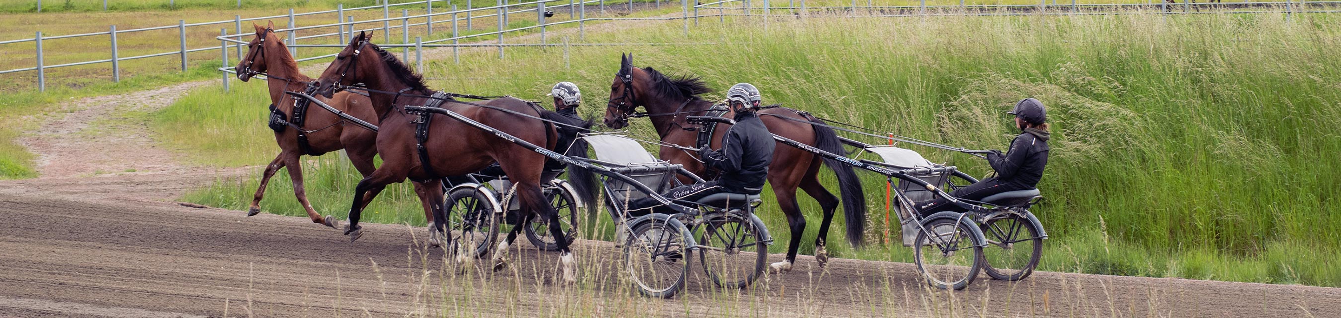 Hästar som drar
varsin travsulky med kusk. I bakgrunden syns beteshage, skog och en häst.