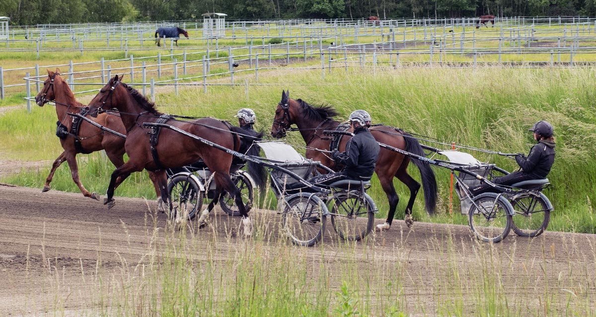 Hästar som drar
varsin travsulky med kusk. I bakgrunden syns beteshage, skog och en häst. 