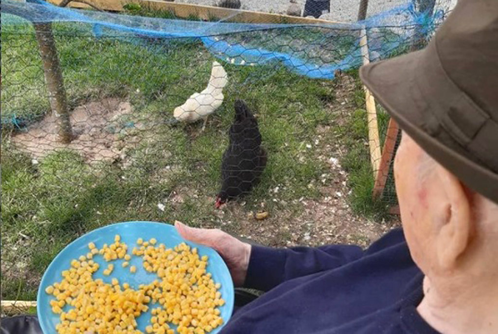 Att mata boendets hönor är både roligt och belönande.