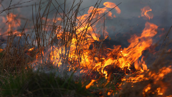 eld, skogsbrand