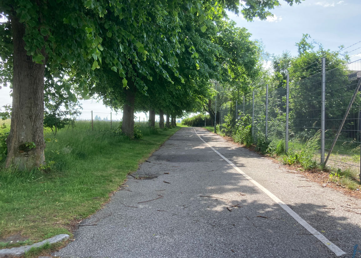 Gång- och cykelväg längs med en äldre trädallé i området Trehögsparken.