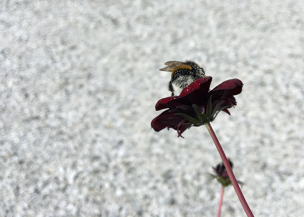 Humla full av pollen som sitter på en mörk chokladblomma mot stenig bakgrund.