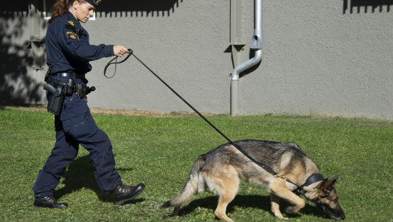 Polis med polishund