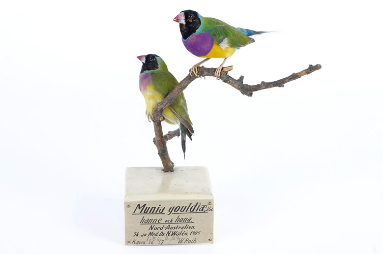 Merparten av djuren i samlingen är fåglar men här finns även apor, pingviner, gnagare, skelett och fossiler. 