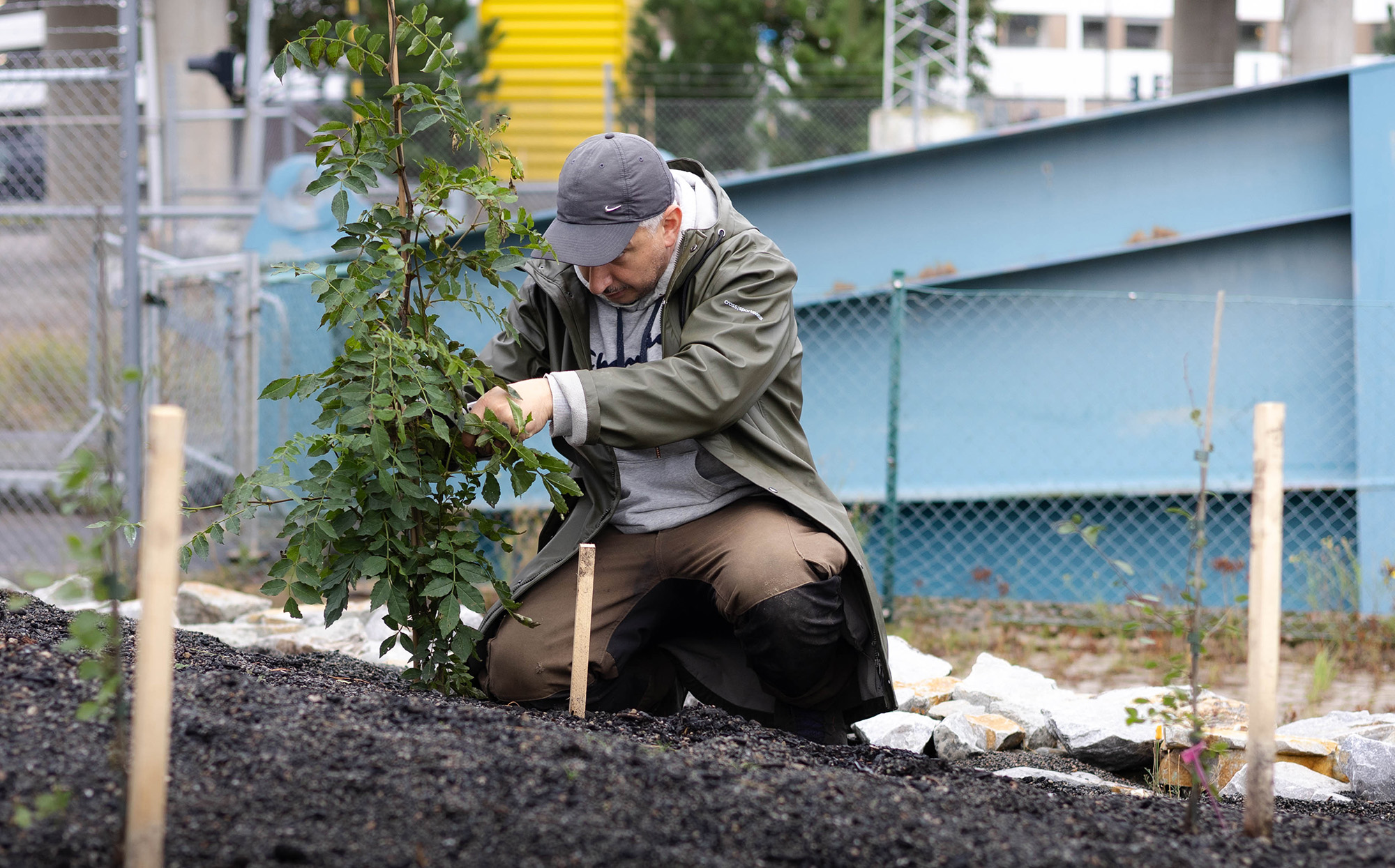 Att plantera nya träd stärker Malmö motståndskraft mot klimatförändringar.