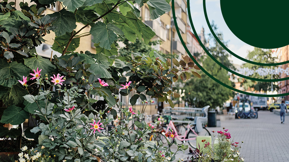 Blommor på en sommargata i Malmö