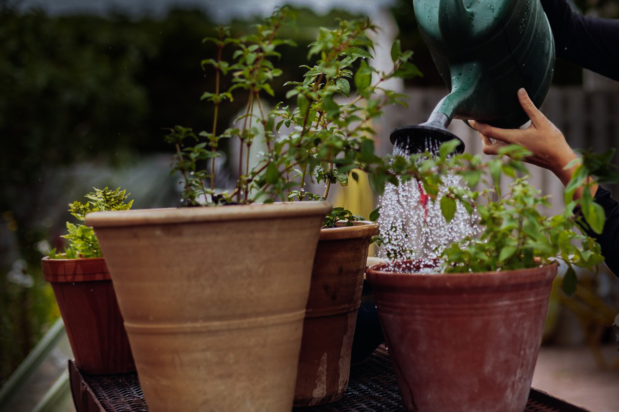 Vattenkanna vattnar krukor med örter. 