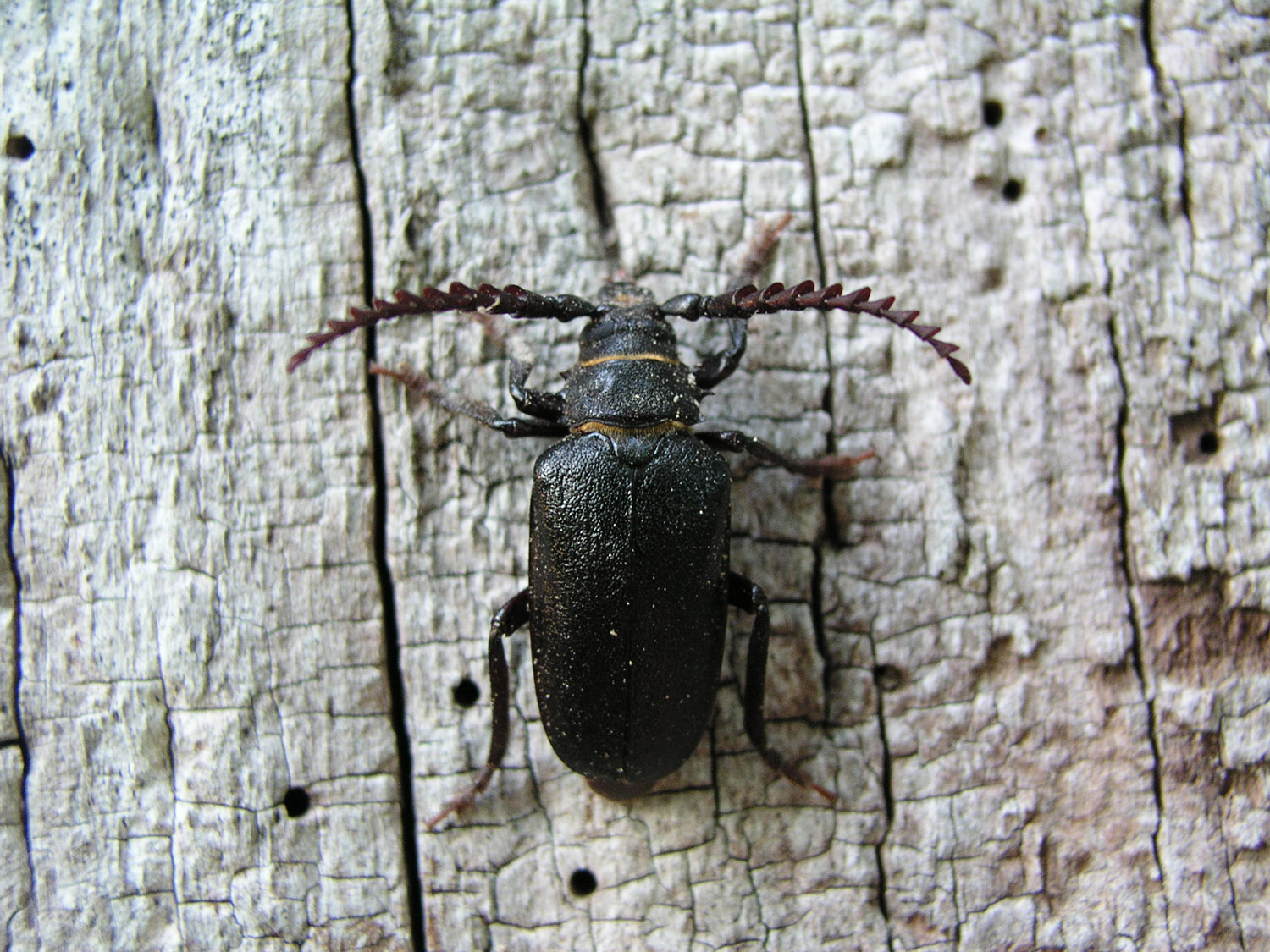 Insekten taggbock på barken av ett träd.
