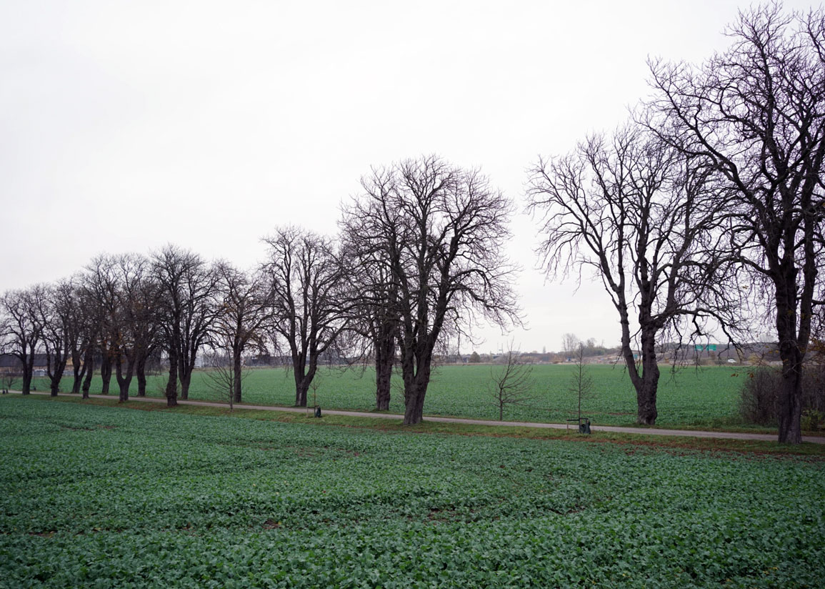 Trädallé i odlingslandskap vid Fredriksbergs gård.