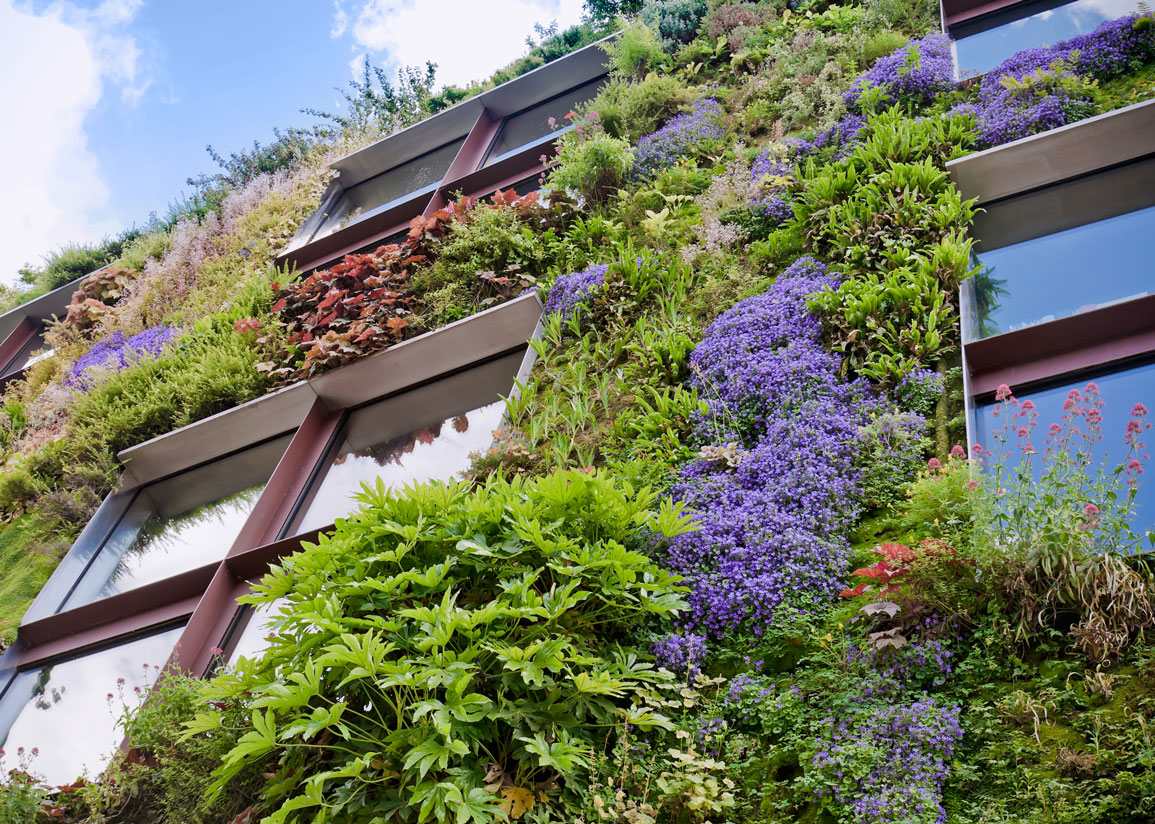 Fasad täckt av gröna och blommande växter som omger spröjsade fönster av modern typ.