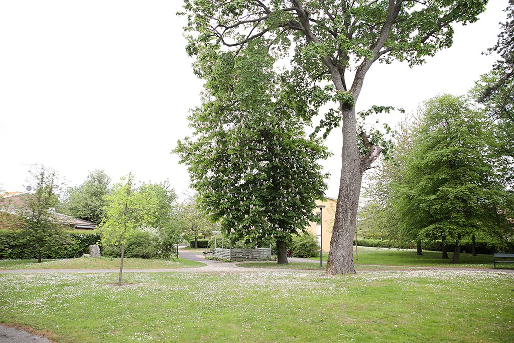 I den grönskande parken kan du promenera i alléer av lind
och hästkastanj.