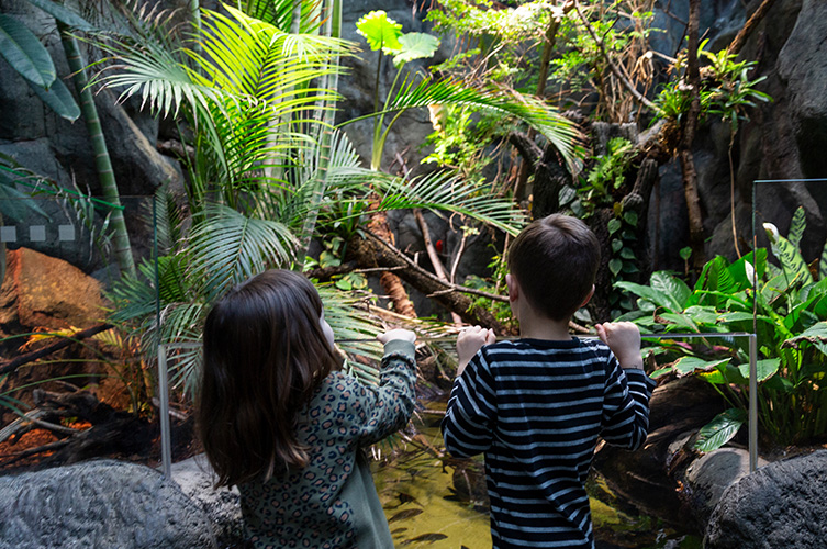 I regnskogsmiljön är det fuktigt och varmt.