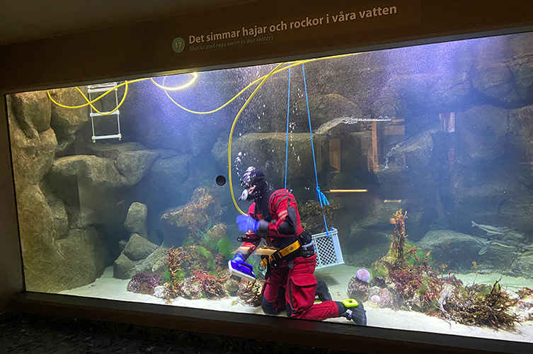 Fotografi på dykare i röd dykardräkt som torkar rutan inuti ett stort akvarium. 