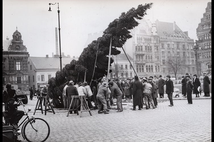 6 december 1939: Julpreludier i Malmö. På onsdagen restes den ståtliga
julgranen på Stortorget. Ett tjugotal man och en lastbil behövdes för att få
granen rest "på rätt köl".
Foto: Otto Ohm / Malmö museum.