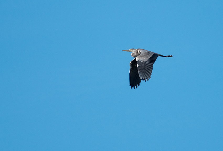 Fågel mot blå himmel.