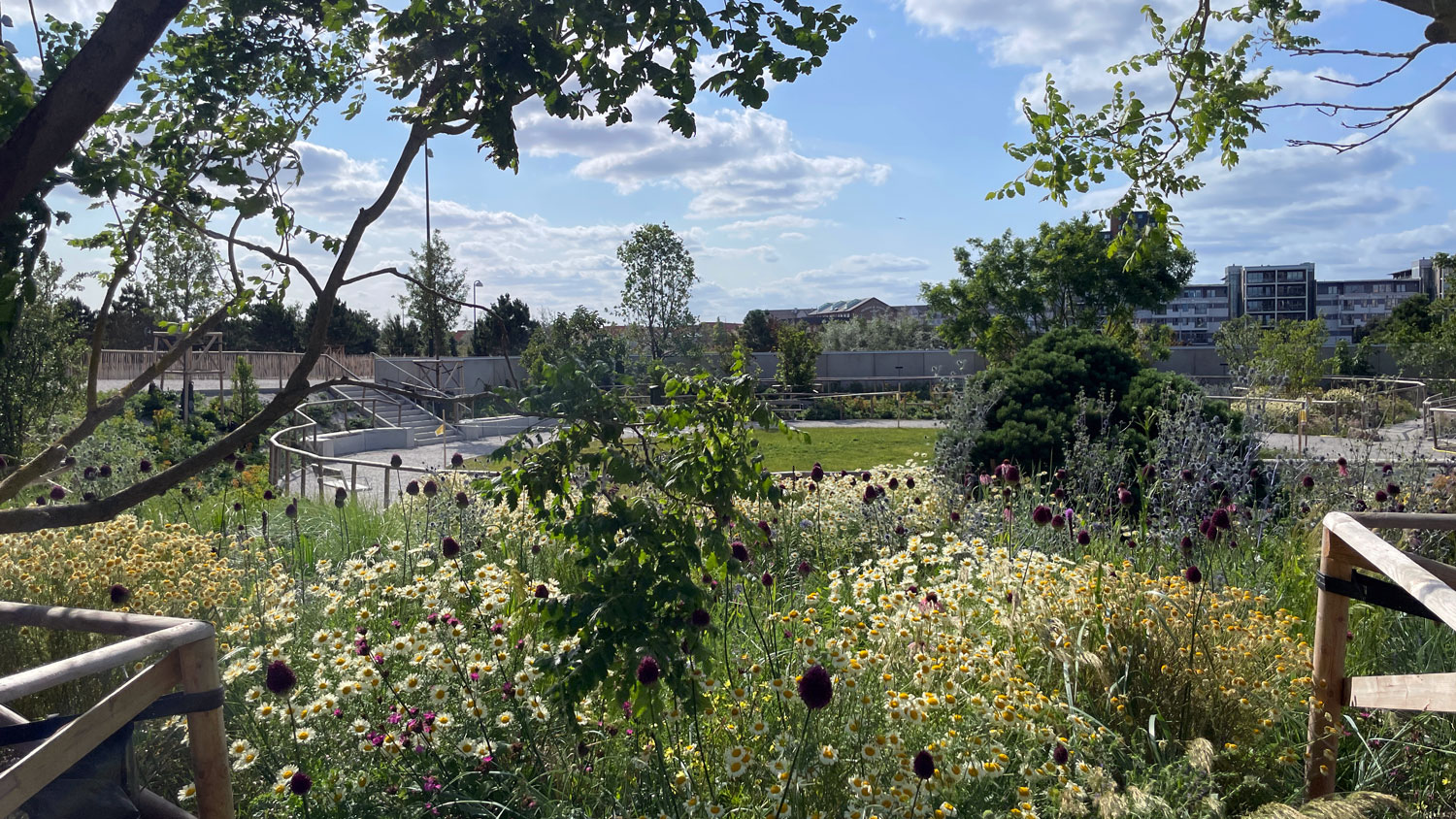 Vy över mittcirkeln i nyanlagda Sjöscoutsparken i Limhamns hamnområde med blommande växter och nyplanterade träd en solig sommardag.