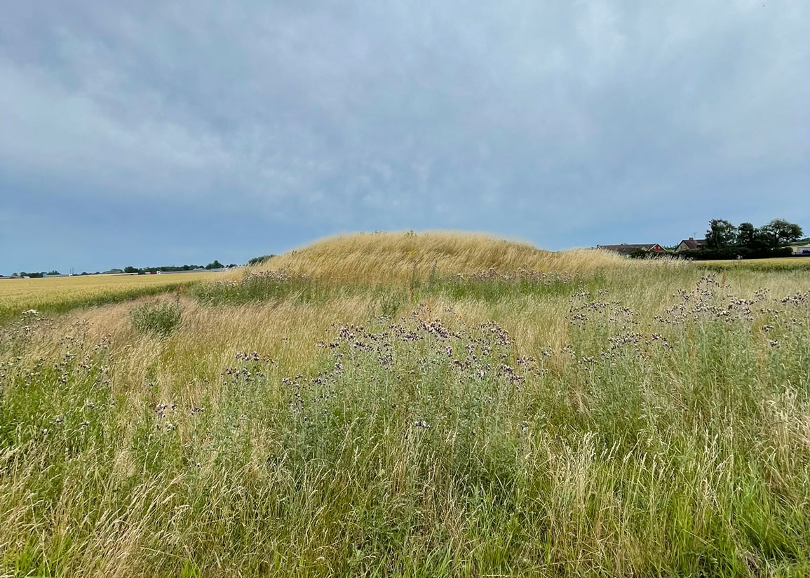 Gräsbevuxen gravhög i odlingslandskap en sommardag, med lätta moln på himlen. Blommande tistlar och högt gräs med träd och gårdsbebyggelse i bakgrunden.