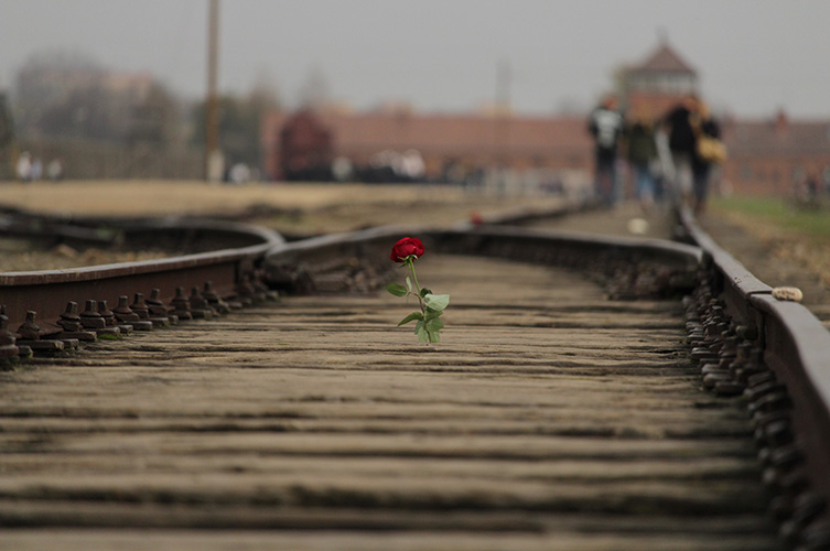 En röd ros står i järnvägsspåren framför Auschwitz