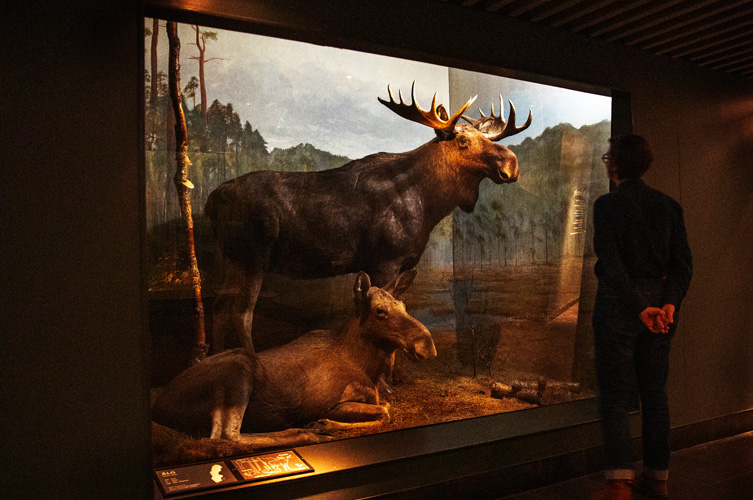 Stora glasmontrar med naturmiljöer med uppstoppade djur, bland annat älgar, vildsvin, rävar och hjortar.