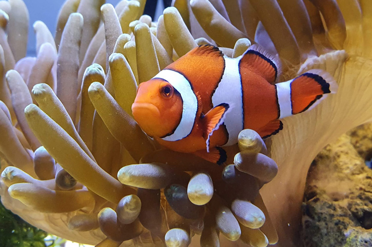 Foto av en clownfisk som simmar i en anemon.