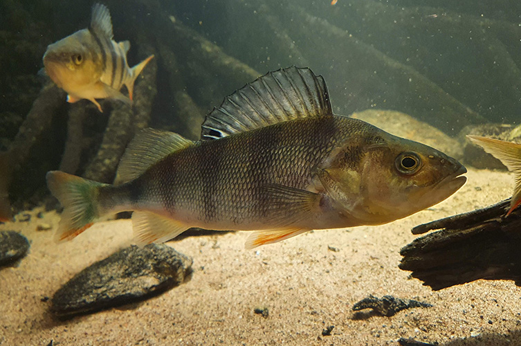 Aborren är svagt randig och har en kam som står rakt upp när den simmar. 