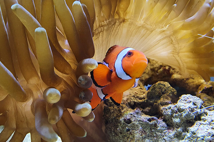 Clownfiskarna simmar i och runt den anemon den lever i symbios med.