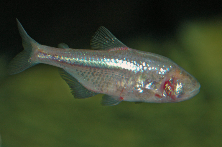 Liten nästan genomskinlig fisk.