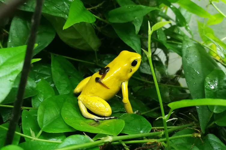 Denna grodart är lysande klargul och syns väl i blandverket. 
