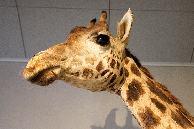 Den uppstoppade giraffen står i entrén på Slottet och är oftast det första man ser när man kommer in på Malmö museum.