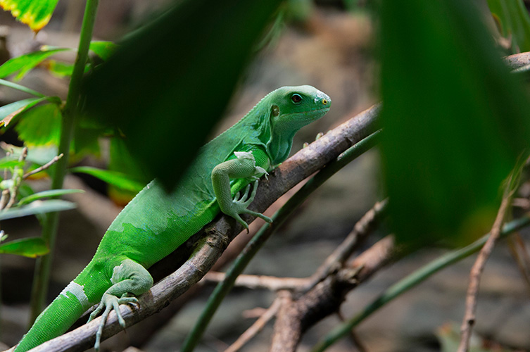 Fijileguanen har en lysande grön kropp och långa "fingrar" för att kunna klättra bra.