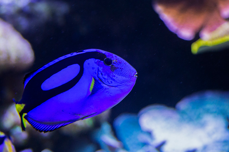 Palettkirurgen är en lysande blå fisk och dess särskilda utseende känns lätt igen.