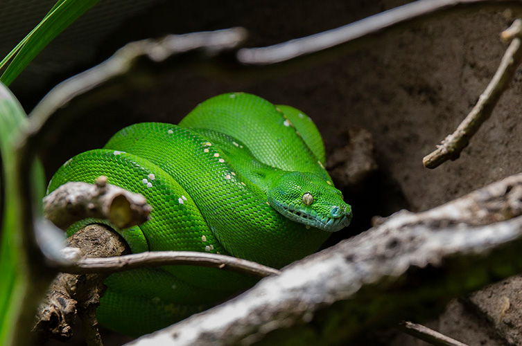 Grön trädpyton har fått sitt namn från den lysande gröna färgen på kroppen, Den kan ringla sig flera varv runt en gren.