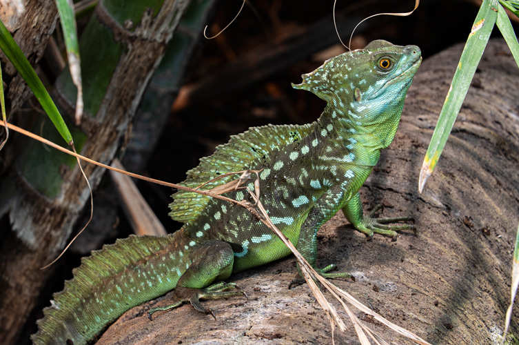 Grön ödla med prickar längs hela kroppen och en tredelad kam på huvud, kropp och svans.