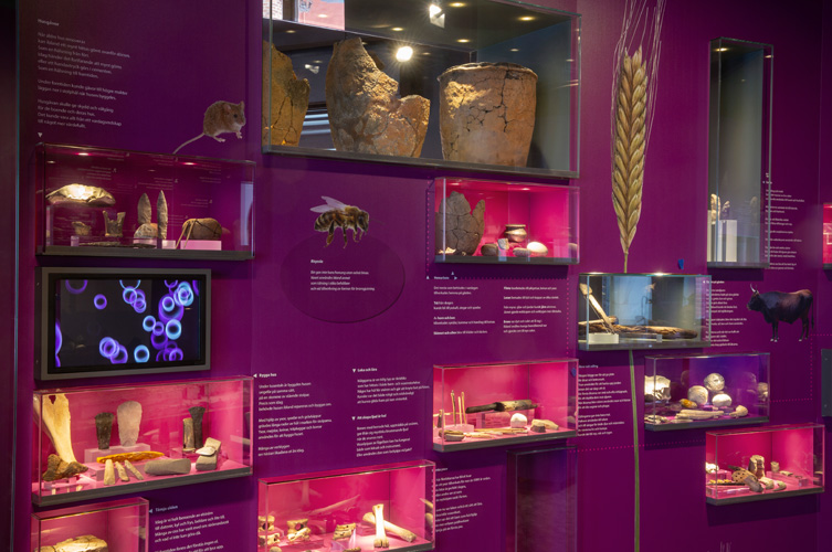 Montervägg med olika mindre stenåldersföremål och växtexter. 