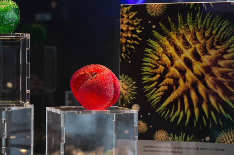 Modell av ett uppförstorat pollen. Bilden i bakgrunden visar uppförstoring av pollen. I verkligheten är de cirka 0,03 millimeter.