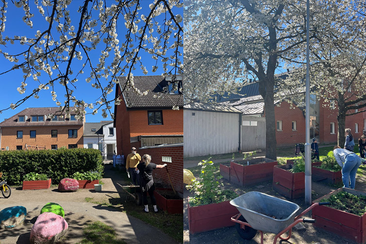 Kollage med två bilder från Sofielunds odling.