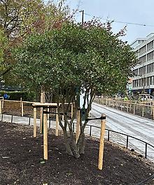 Doftbuske på Lilla Nygatan.