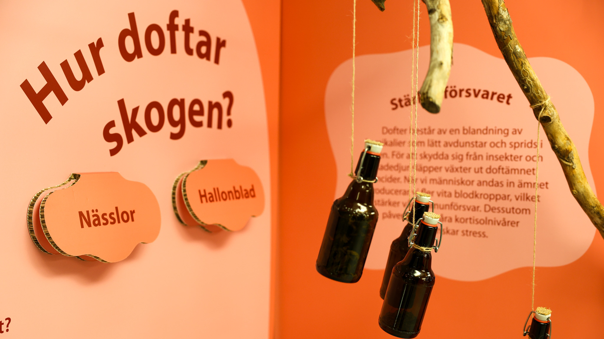 En del av utställningen på Torups naturcenter