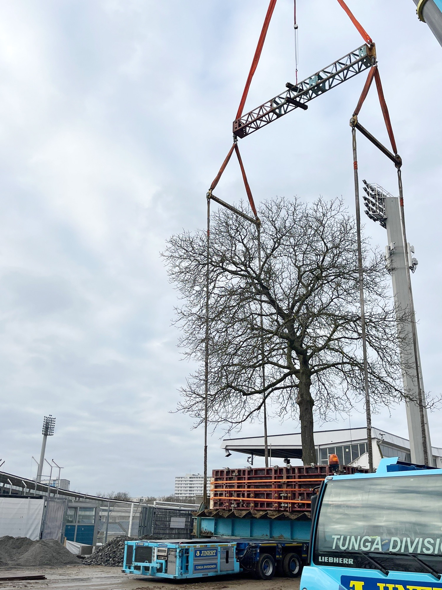 Här lyfts valnötsträdet upp