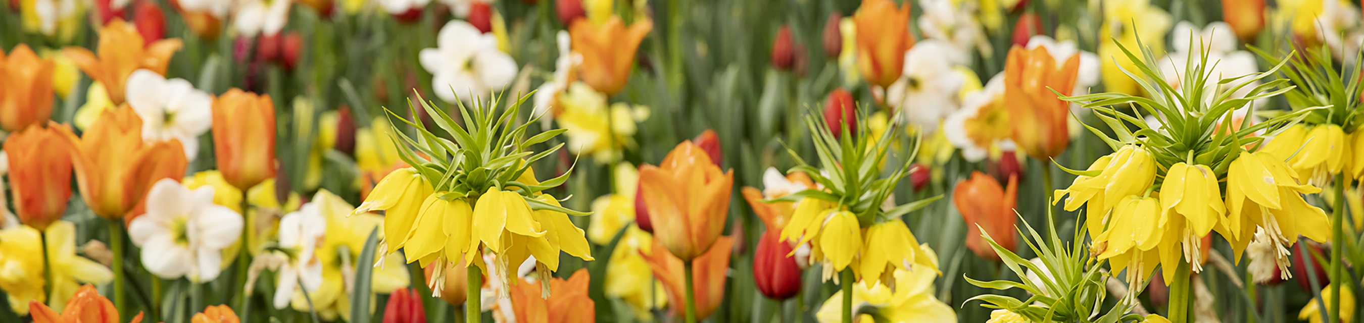 Närbild på gula, oranga och vaniljvita blommor. 