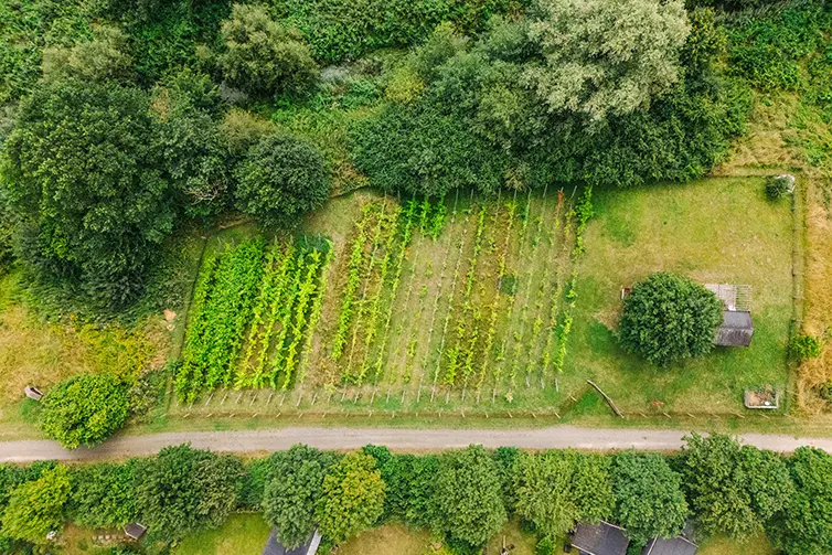 En flygbild över Almåsa druvodling där man ser alla rader med druvodling på området.