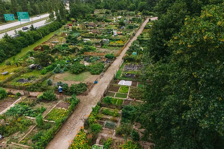 Lindeborgs odlingsområde. Översiktsbild.