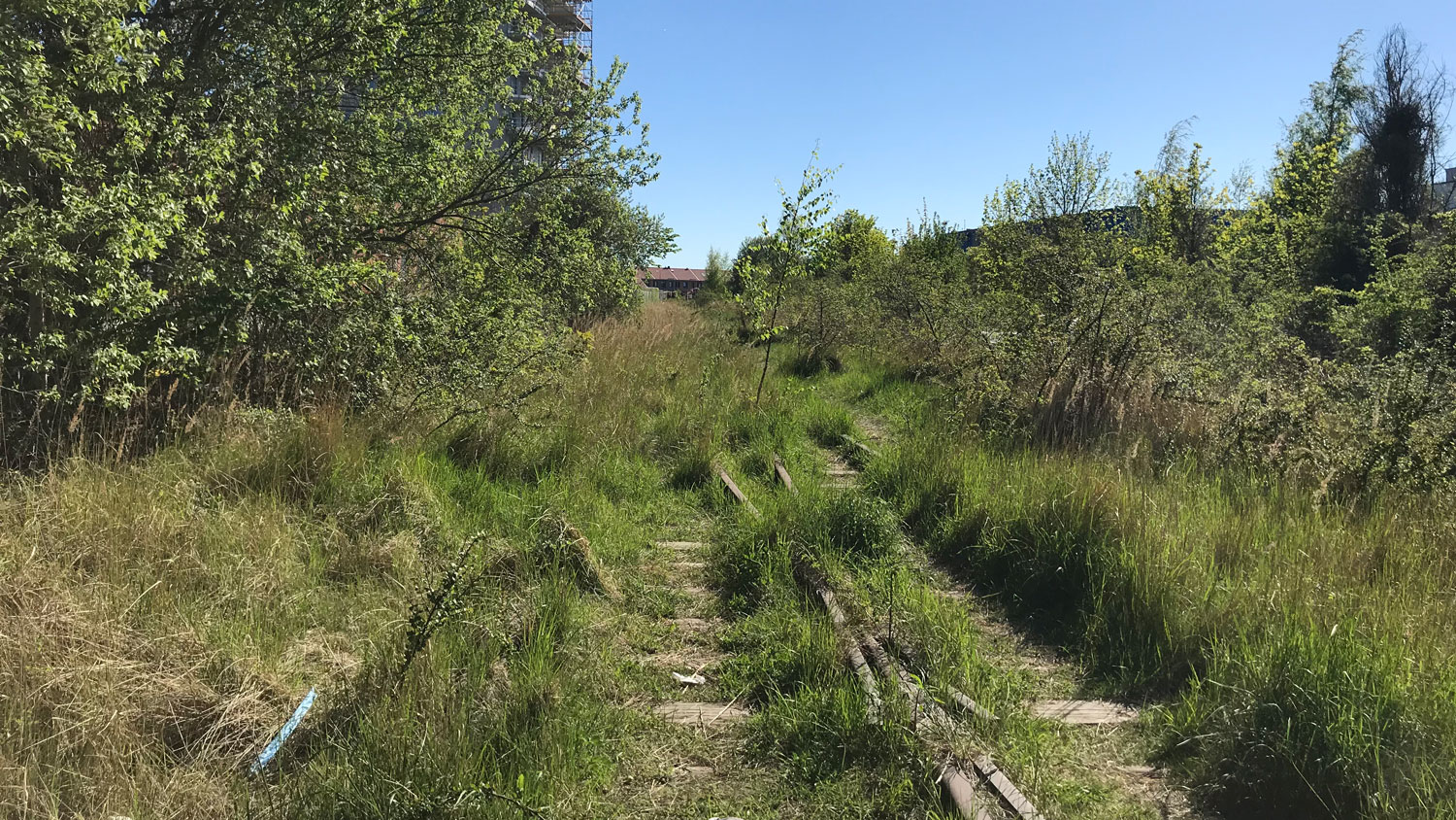 Område med buskar och gräs och övervuxna gamla tågspår en solig sommardag.