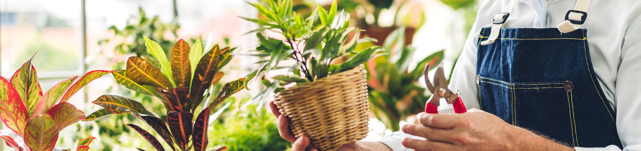 Florist sköter om gröna plantor i utställningsmiljö.