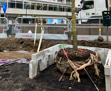 Ett träd monteras på ett armeringsnät med spännband. 