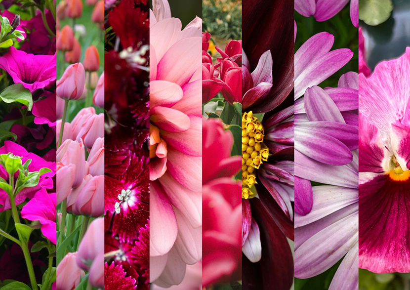 Ett collage med blommor som är i rosa nyanser.