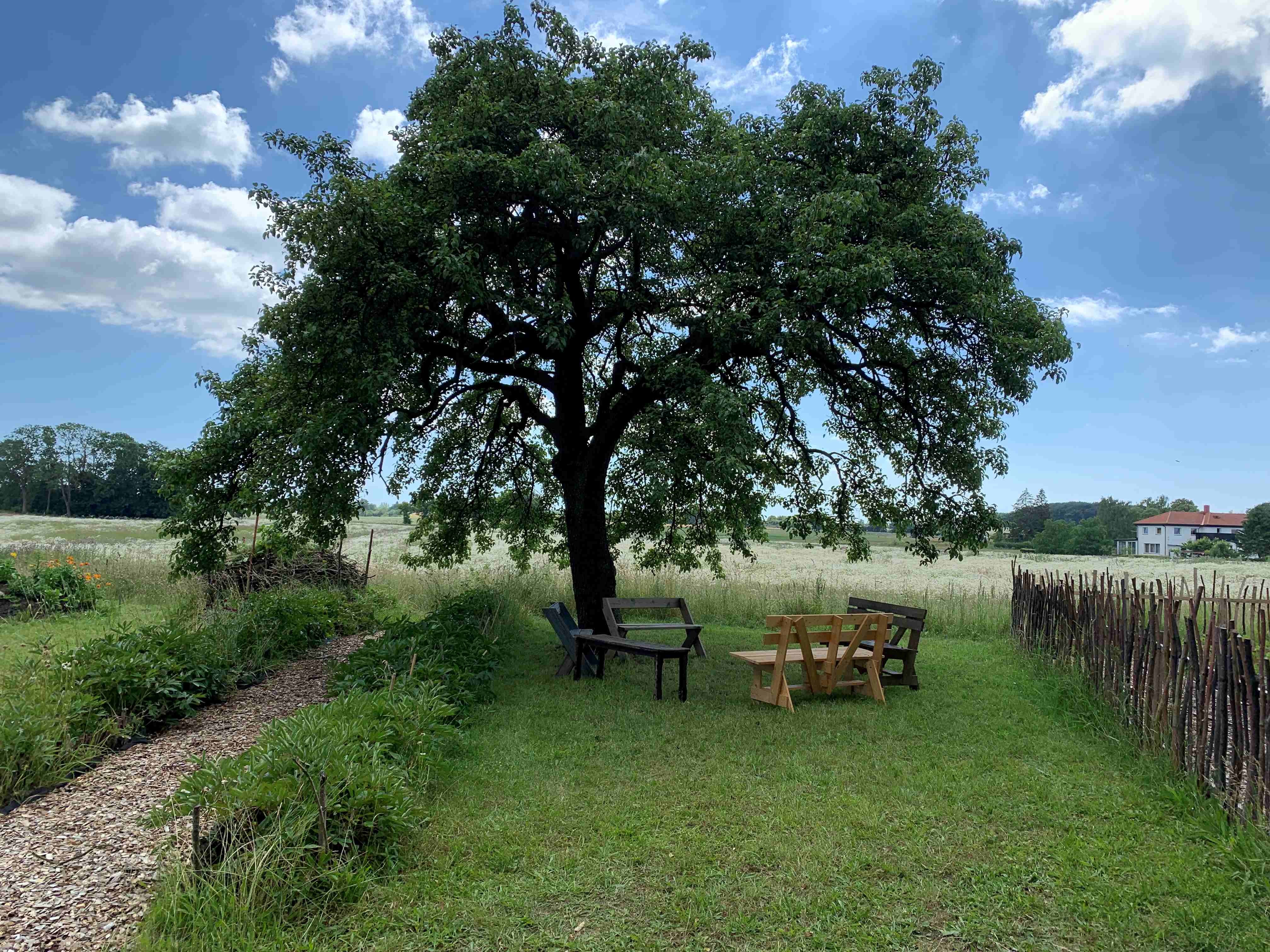 Ängshög gård med ett stort träf och några bänkar.