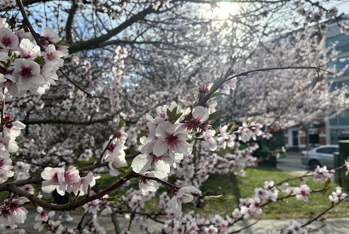 Ett träd med en mängd vita blad och blommor i stadsmiljö.