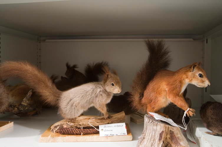 Det finns en mängd olika föremål i museets samlingar bland annat uppstoppade djur, kläder, bilar, husgeråd och mycket mer.